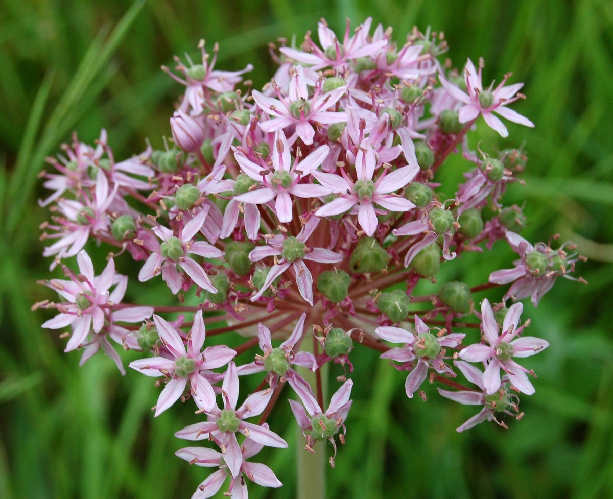 Un po'' di Allium